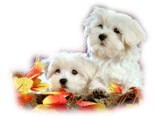 őszi állatok_158.png